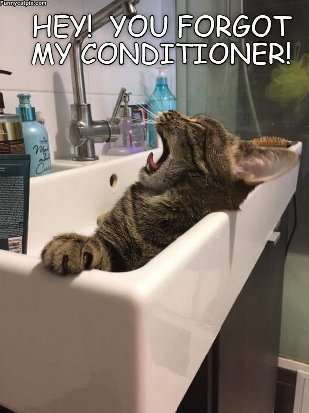 Fur Shampoo - I Can Has Cheezburger?