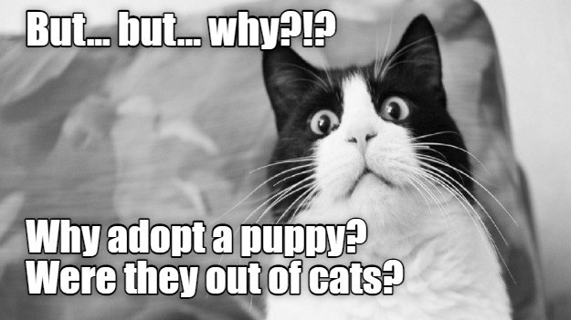 WHY??? - Lolcats - lol | cat memes | funny cats | funny cat pictures ...