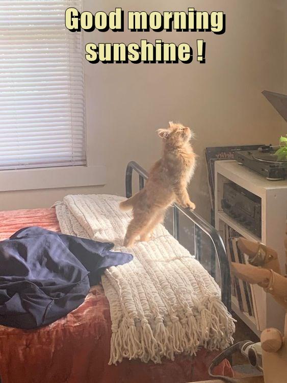 Good morning sunshine ! - Lolcats - lol | cat memes | funny cats ...