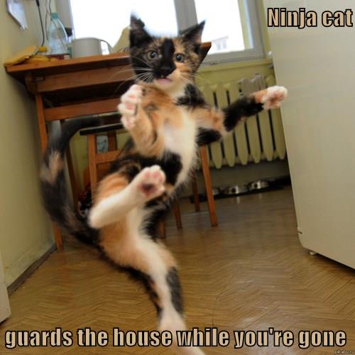 Ninja cat guards the house while you're gone - Lolcats - lol | cat ...