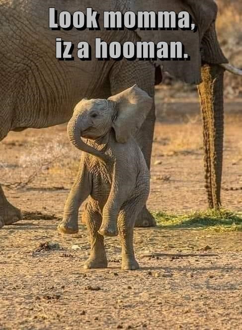 Baby Elephant Sees Hooman - I Can Has Cheezburger?