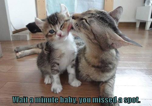 You missed a spot. - Lolcats - lol | cat memes | funny cats | funny cat ...