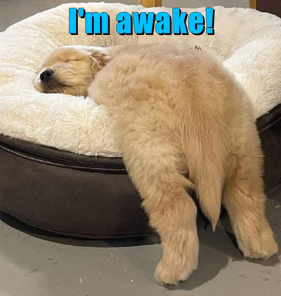 I'm awake! - I Has A Hotdog - Dog Pictures - Funny pictures of dogs ...