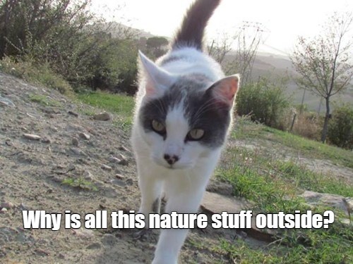 Why is all this nature stuff outside? - Lolcats - lol | cat memes ...