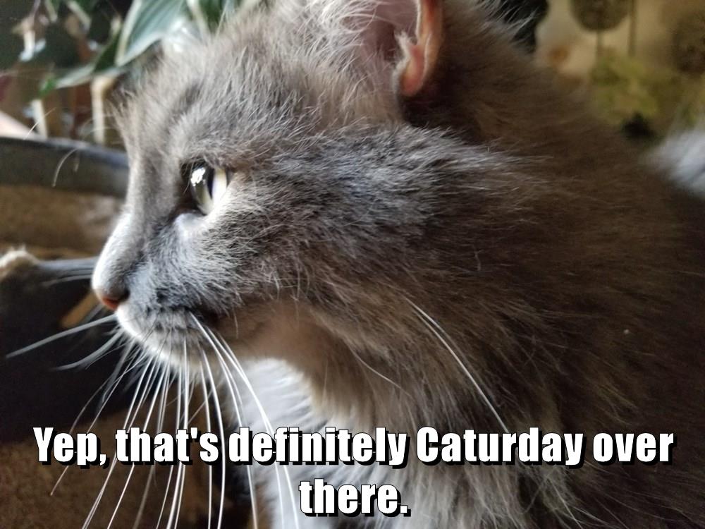 Yep Thats Definitely Caturday Over There Lolcats Lol Cat Memes