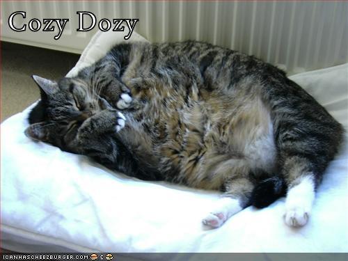 Cozy Dozy - Lolcats - lol | cat memes | funny cats | funny cat pictures