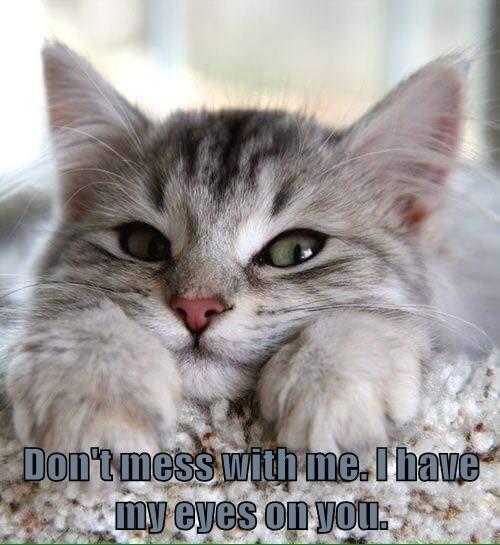 Don't mess with me - Lolcats - lol | cat memes | funny cats | funny cat ...