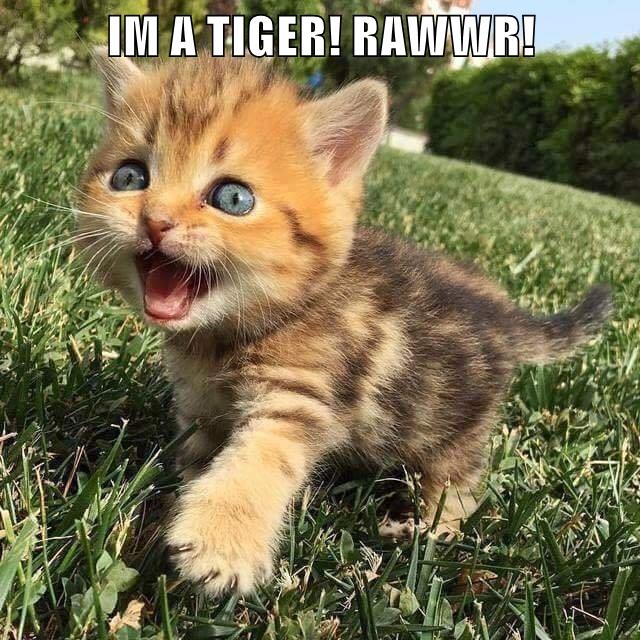 Rawwr! - Lolcats - Lol 