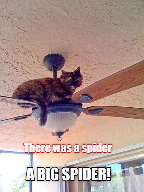 Scaredy Cat is Scared Lolcats lol cat memes funny cats funny