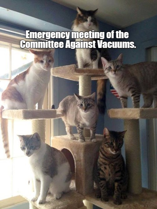 Emergency meeting of the Committee Against Vacuums. Lolcats lol cat memes funny cats