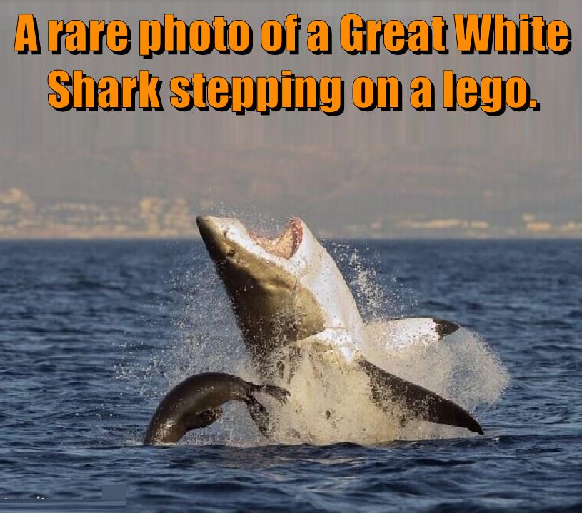 A rare photo of a Great White Shark stepping on a lego. Animal Comedy