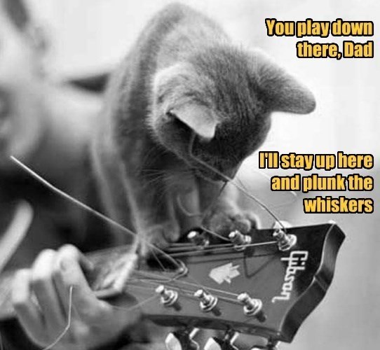 The duet - Lolcats - lol | cat memes | funny cats | funny cat pictures ...