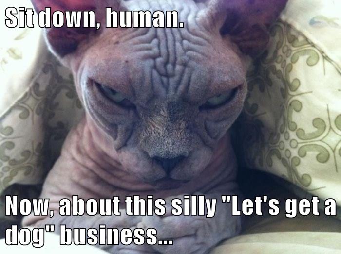 Sit down, human. - Lolcats - lol | cat memes | funny cats | funny cat ...