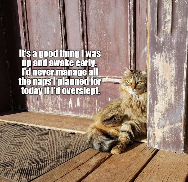 Busy schedule - Lolcats - lol | cat memes | funny cats | funny cat ...