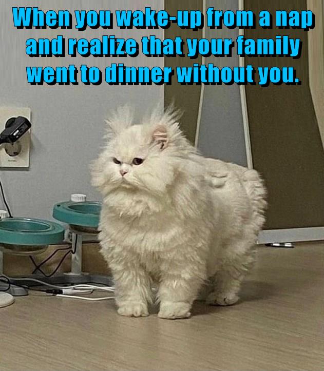 Eat is so annoying Lolcats lol cat memes funny cats funny cat