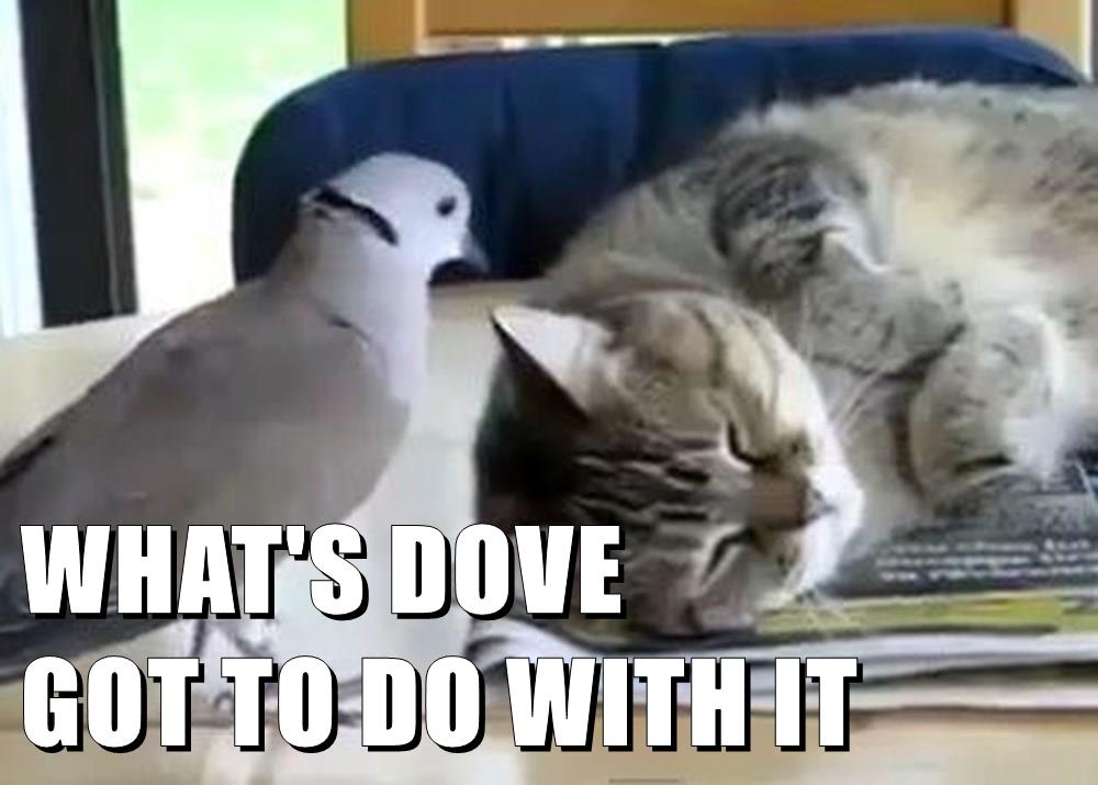WHAT'S DOVE GOT TO DO WITH IT Lolcats lol cat memes funny cats