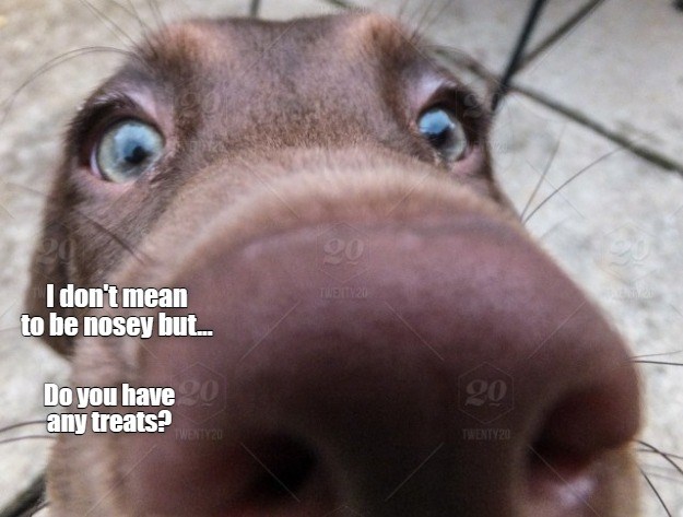 Nosey Dog - I Has A Hotdog - Dog Pictures - Funny pictures of dogs ...