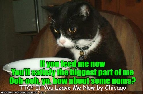 A song sung by most pets - Lolcats - lol | cat memes | funny cats ...