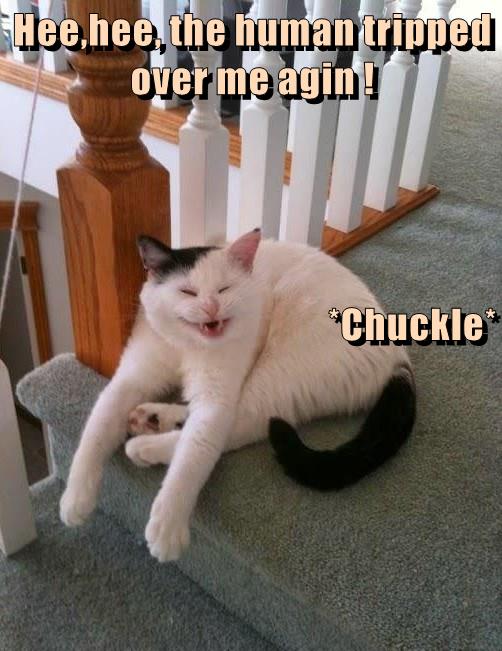 Hee,hee - Lolcats - lol | cat memes | funny cats | funny cat pictures ...