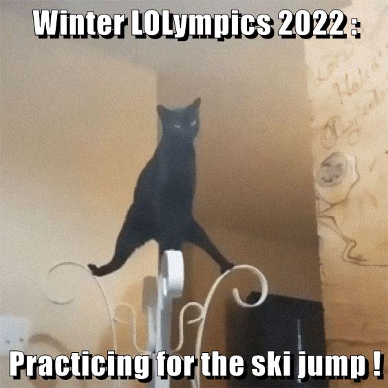 Practicing for the ski jump ! Lolcats lol cat memes funny cats