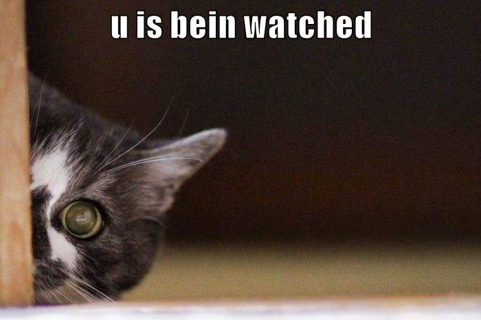 U is bein watched - Lolcats - lol | cat memes | funny cats | funny cat ...