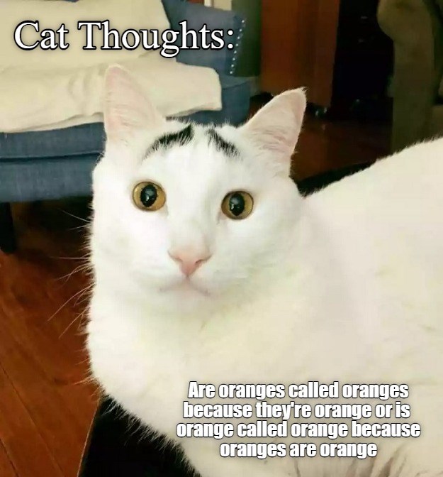 Orange You Glad You Didn't Think Of This - Lolcats - lol | cat memes ...