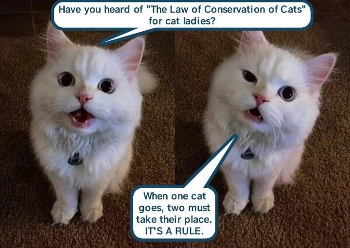 How To Be A Cat Lady 101 Smile and Happy