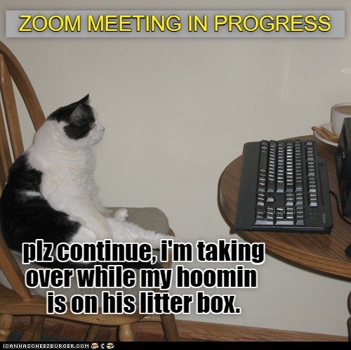 ZOOM MEETING IN PROGRESS - Lolcats - lol | cat memes | funny cats ...