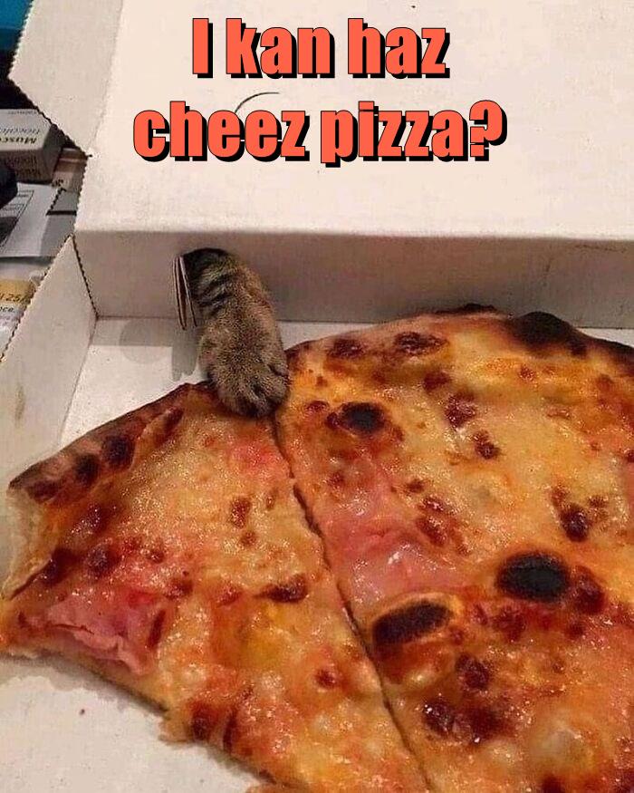 I kan haz cheez pizza? Lolcats lol cat memes funny cats funny cat pictures with words