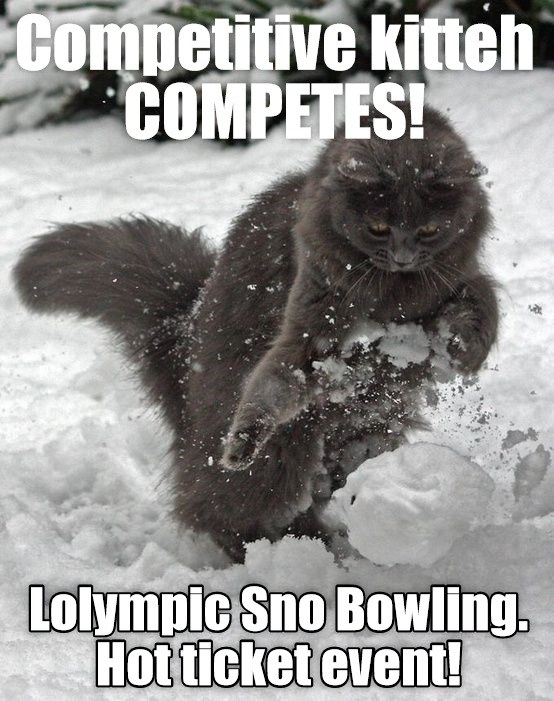 Let teh games commence! Lolympics 2022. - Lolcats - lol | cat memes ...