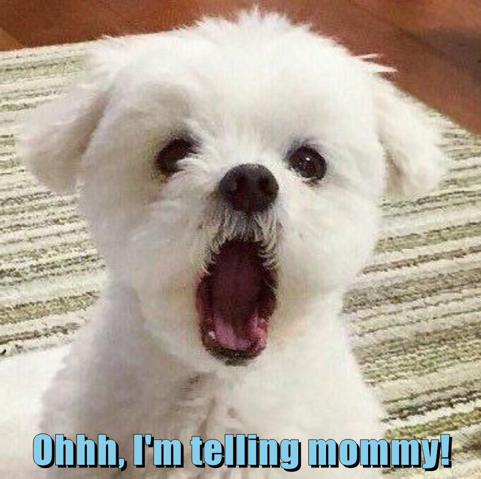 Ohhh, I'm Telling Mommy! - I Has A Hotdog - Dog Pictures - Funny 