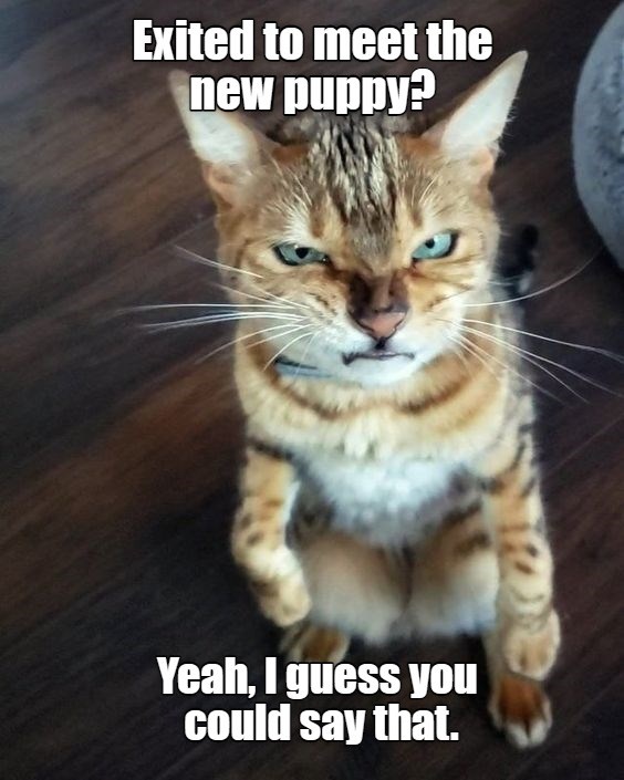 Thrilled, honestly - Lolcats - lol | cat memes | funny cats | funny cat ...