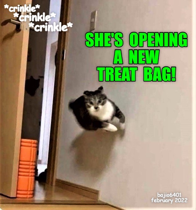 THE BEST REASON FOR ZOOMIES Lolcats lol cat memes funny cats