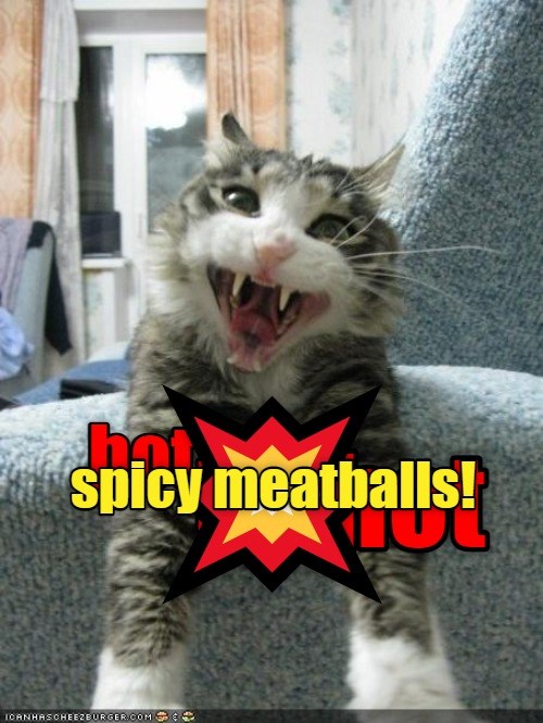 Spicy meatballs! Lolcats lol cat memes funny cats funny cat