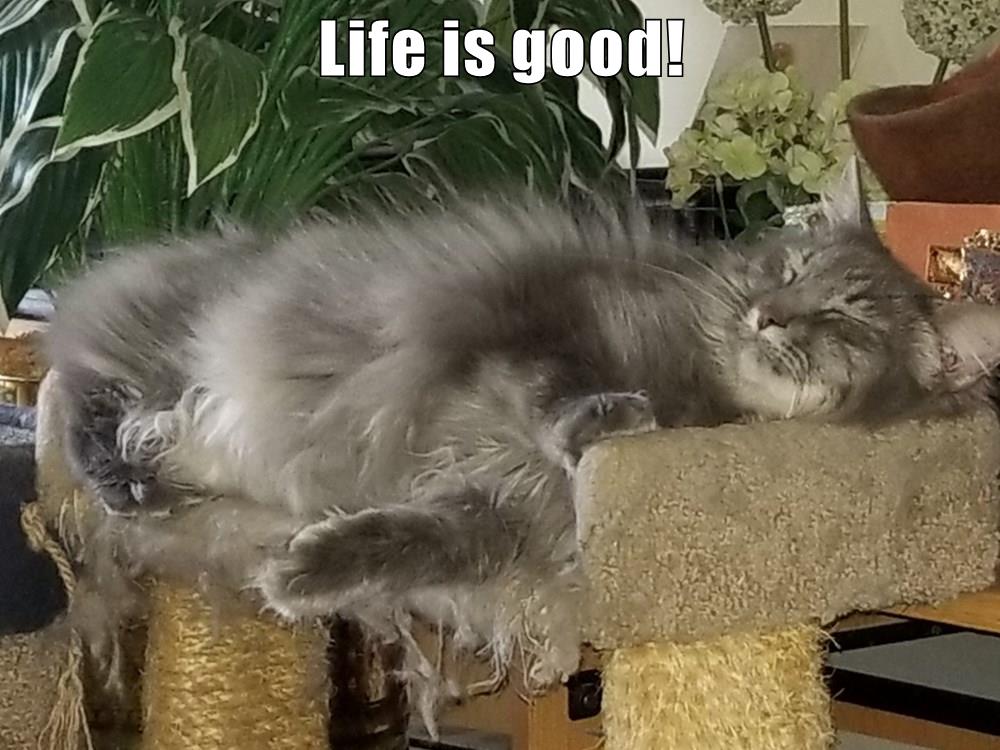 Life Is Good! - Lolcats - Lol | Cat Memes | Funny Cats | Funny Cat ...