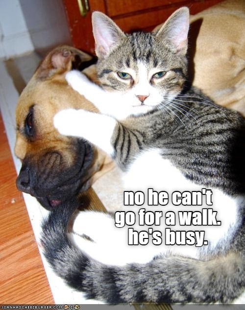 He's busy. - Lolcats - lol | cat memes | funny cats | funny cat ...