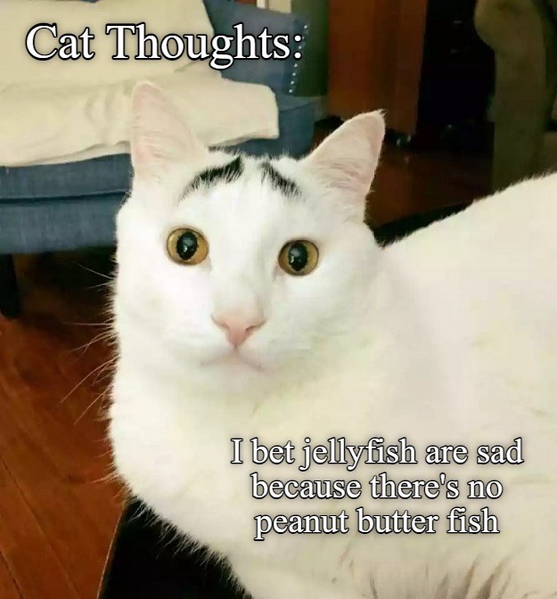 Culinary Empath - Lolcats - lol | cat memes | funny cats | funny cat ...