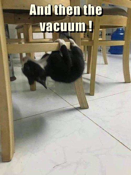 And then the vacuum ! Lolcats lol cat memes funny cats funny