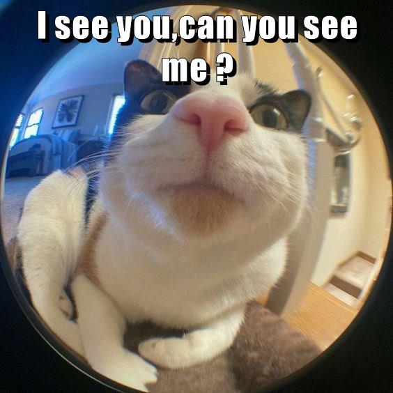 I see you,can you see me ? - Lolcats - lol | cat memes | funny cats
