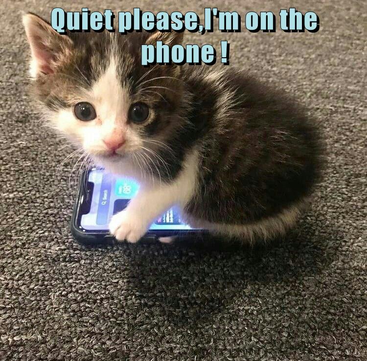 On the phone ! - Lolcats - lol | cat memes | funny cats | funny cat ...