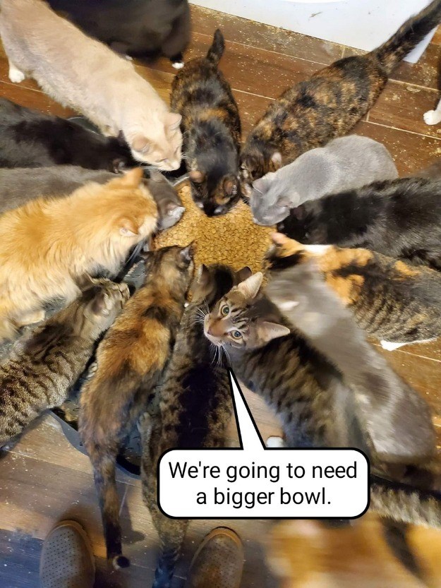 It's like herding cats - Lolcats - lol, cat memes, funny cats, funny cat  pictures with words on them, funny pictures, lol cat memes