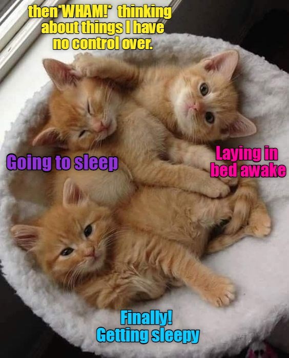 The circular stages of sleep Lolcats lol cat memes funny cats