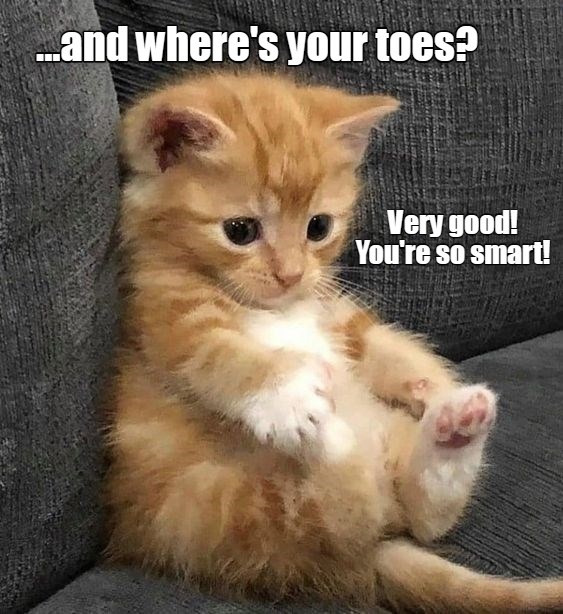 Baby basics 101 Lolcats lol cat memes funny cats funny cat