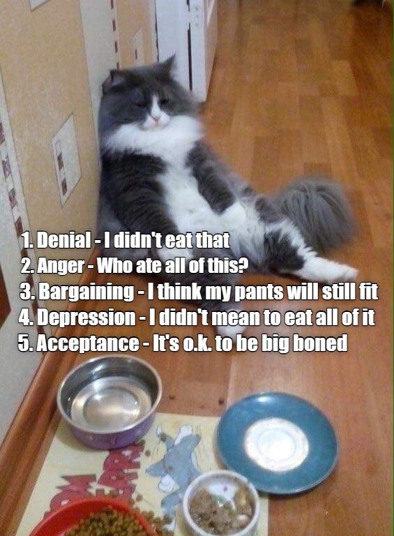 The 5 Stages Of Grief In One Picture Lolcats lol cat memes