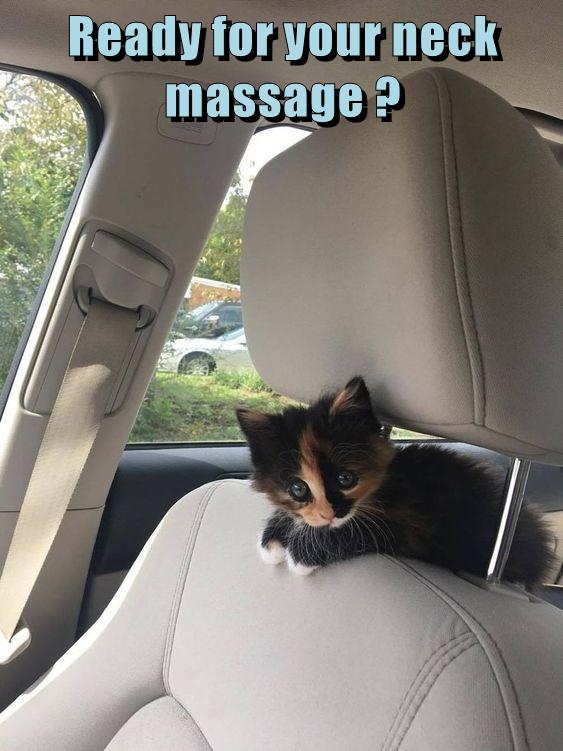 Ready for your neck massage ? Lolcats lol cat memes funny cats