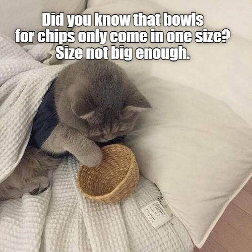 Did you know that? - Lolcats - lol | cat memes | funny cats | funny cat ...