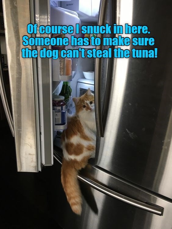 Duh! - Lolcats - lol | cat memes | funny cats | funny cat pictures with ...