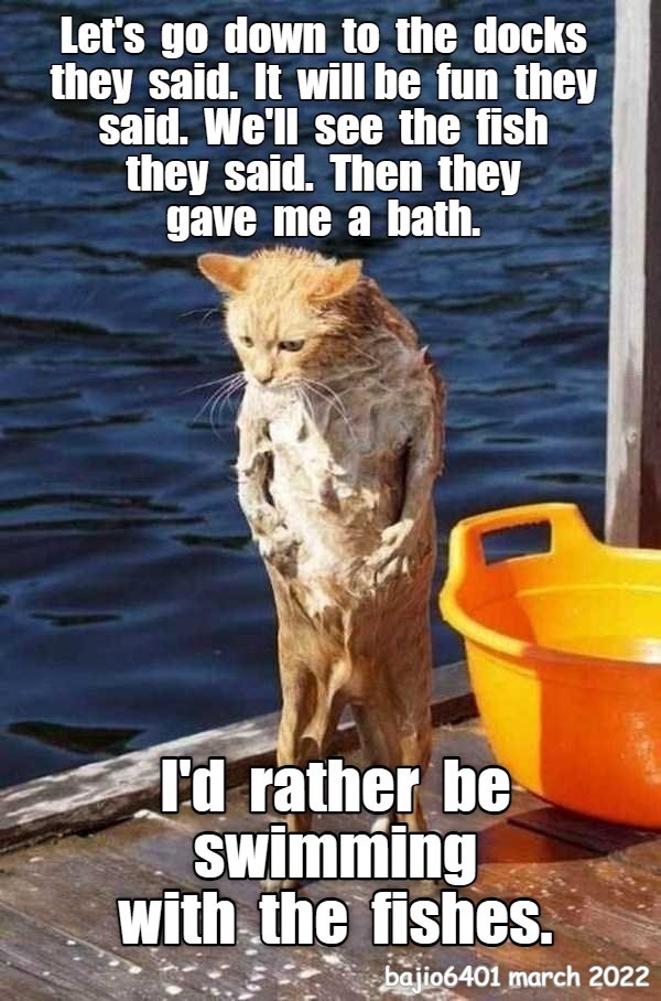 THEY GOT SOAP IN MY EYES Lolcats lol cat memes funny cats