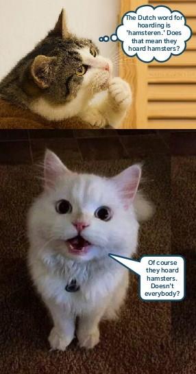 You can never have enough - Lolcats - lol | cat memes | funny cats ...