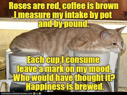 I Think I'll Have Another Cup. - Lolcats - Lol 